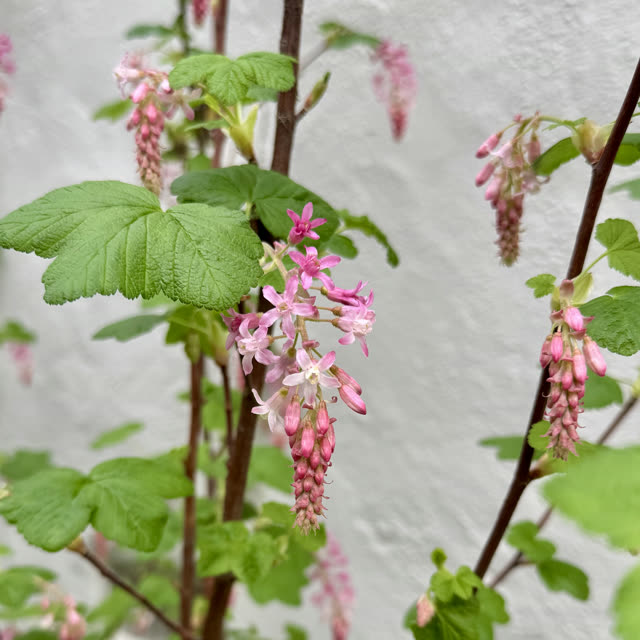 Ribes sanguineum, Claremont, 2026
